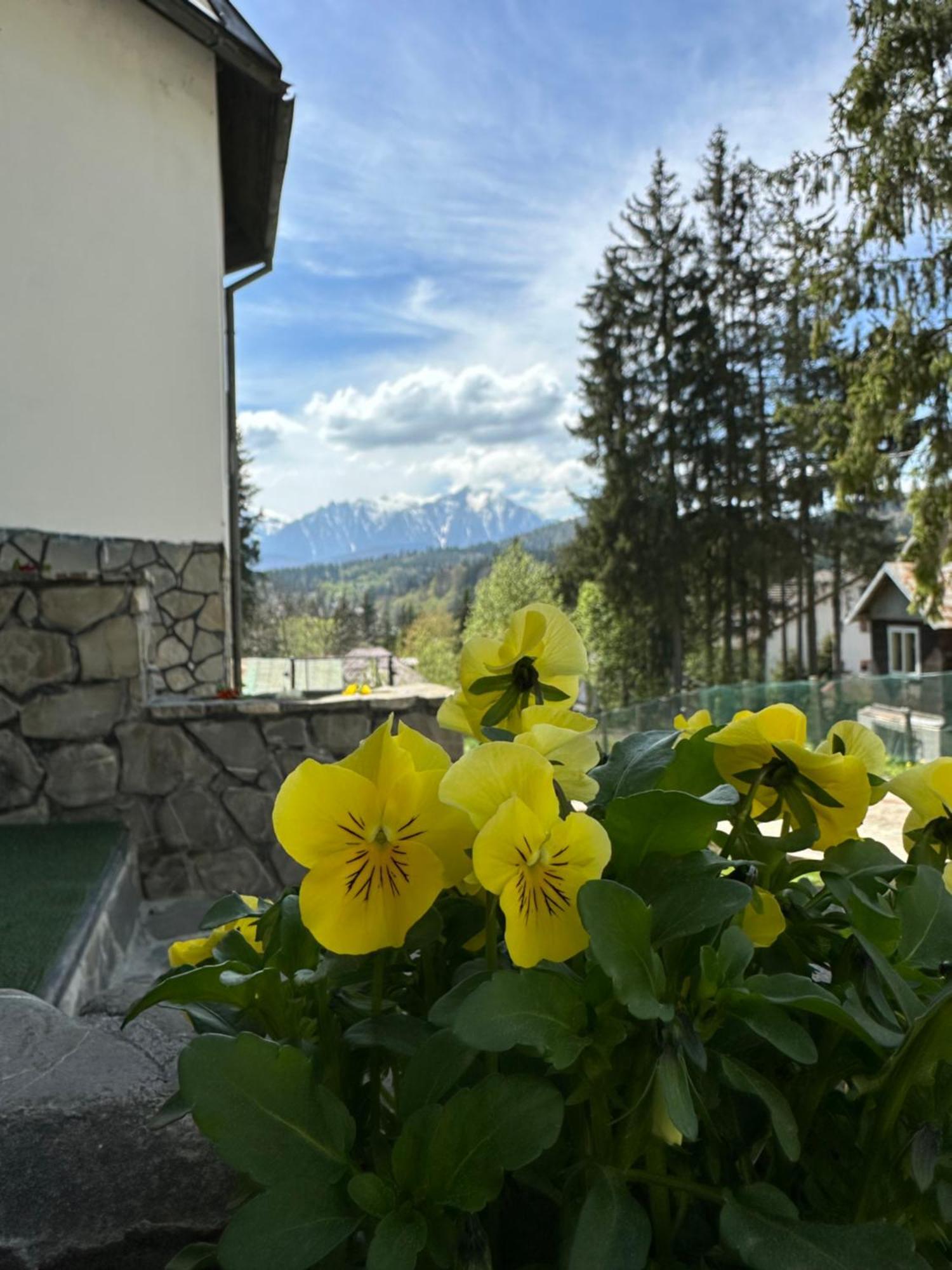 Pine Peak Apartments Predeál Kültér fotó