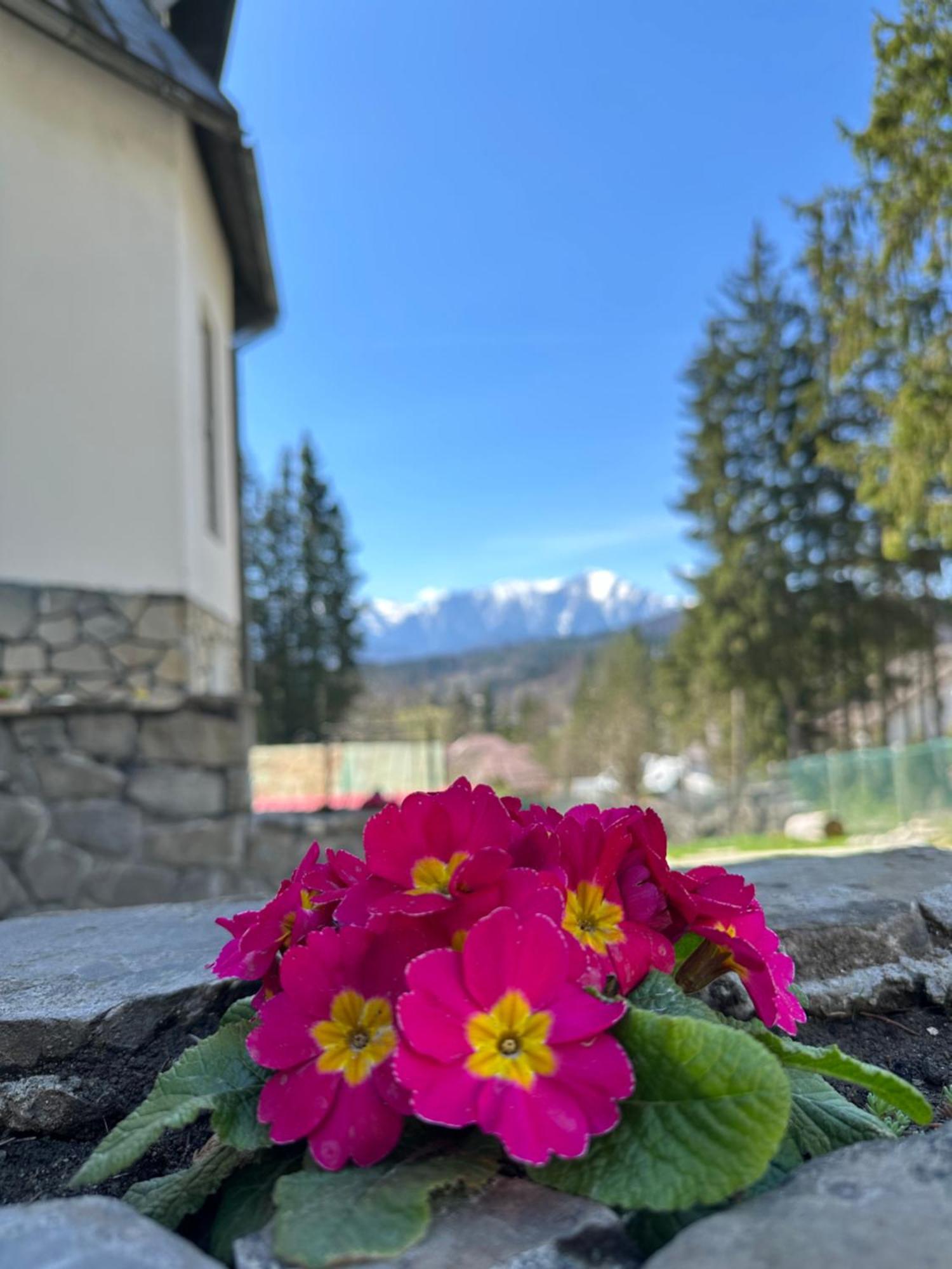 Pine Peak Apartments Predeál Kültér fotó